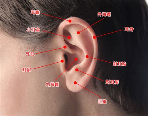 五行塔 疼痛指數耳洞位置